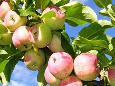 Ученые назвали омолаживающий фрукт
                                 - Наука и здоровье