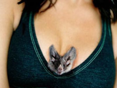 Девушка полдня носила мышь в бюстгальтере - Хобби, отдых и развлечения