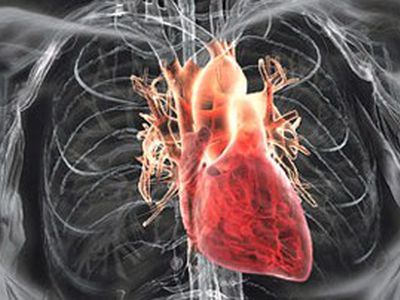 8 правил для здорового сердца - Наука и здоровье