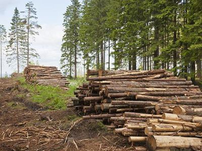 Общество не одобряет увеличение вырубки лесов - Литва и страны Балтии