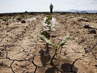 Минсельхоз: в связи с засухой ЕС решил снизить требования к фермерам - Литва и страны Балтии