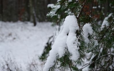 Как следят за зелёными зонами Висагинаса - В Висагинасе