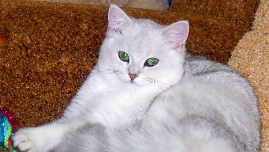 Участник № 34 конкурса «Мой домашний любимец» - Конкурсы для читателей