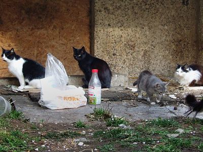 Мы в ответе за тех, кого приручили - В Висагинасе