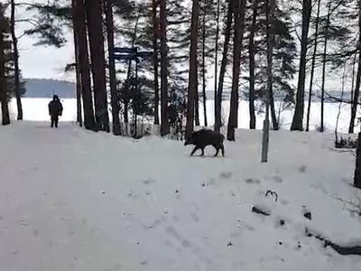 Осторожно! Дикие животные – в черте города (видео) - В Висагинасе