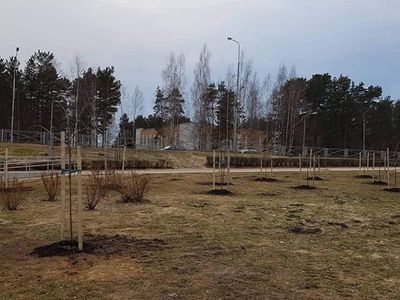 В Висагинасе высажен сакуровый сад - В Висагинасе