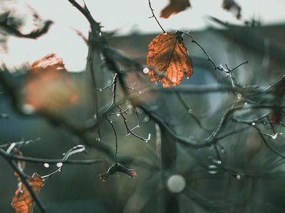 Конец осени: все еще будет облачно и тепло - Литва и страны Балтии