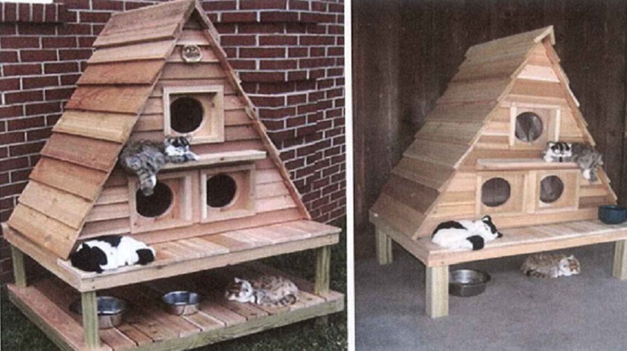 Может ли «Кошкин дом» стать решением проблемы бездомных котов? - В Висагинасе