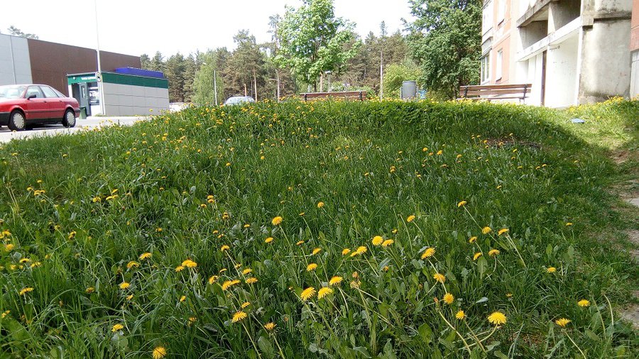 Начался покос травы. Почему не хватает людей для выполнения этой работы? - В Висагинасе