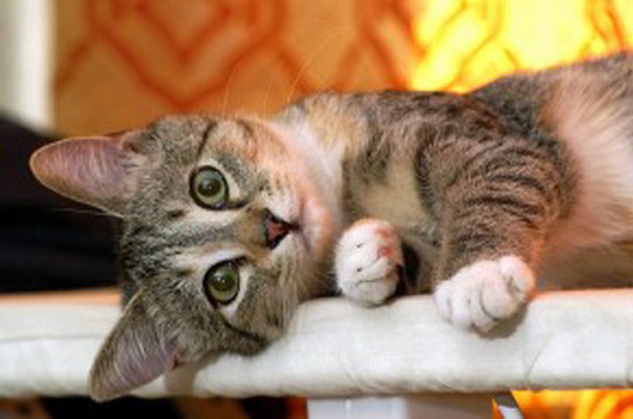 Как кошка лечит болезни - Хобби, отдых и развлечения