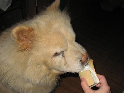 В Лондоне собак угощают мороженым со вкусом курицы - Хобби, отдых и развлечения