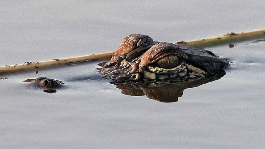 В США отец и сын из-за неисправности аттракциона повисли над прудом с аллигаторами - В Мире