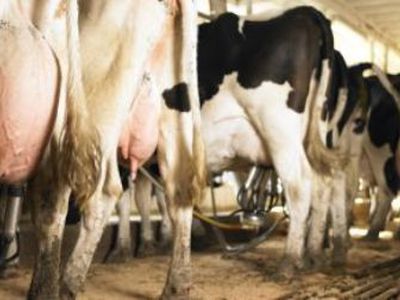 «Дойка» бюджета, или ЕС любит только богатых фермеров - В Мире