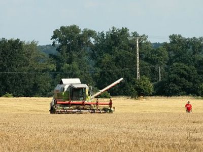 Урожай зерна в Литве – прекрасный и в этом году, но закупочные цены – ниже, чем в прошлом - Литва и страны Балтии