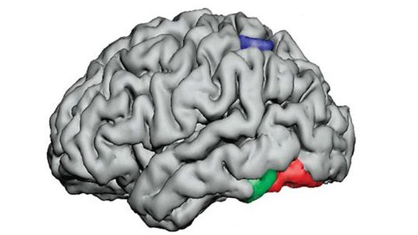 Мозг может воспринимать слова как цельные единицы
