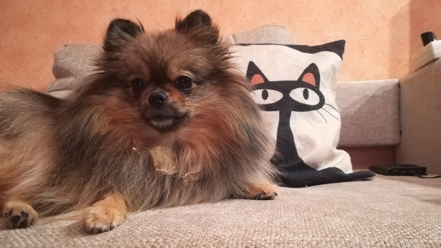 Участник № 41 конкурса «Мой домашний любимец» - Конкурсы для читателей