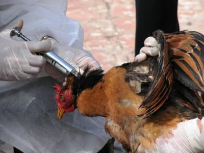 В Гонконге начинается эпидемия птичьего гриппа - Наука и здоровье