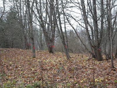 На месте будущей горки вырубят более 150 деревьев (изменено и дополнено) - В Висагинасе