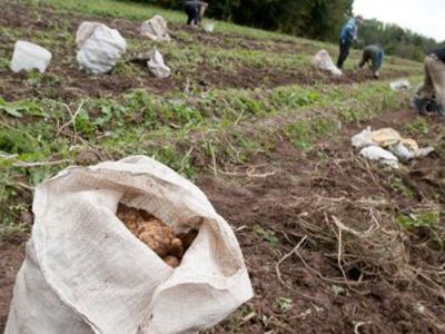 В очереди за литовским картофелем — Великобритания - Литва и страны Балтии