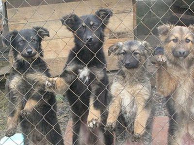 Акция по сбору средств приюту «Padėk man» - В Висагинасе