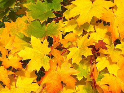 Рекордно теплая неделя завершилась, с понедельника будет прохладнее - Литва и страны Балтии