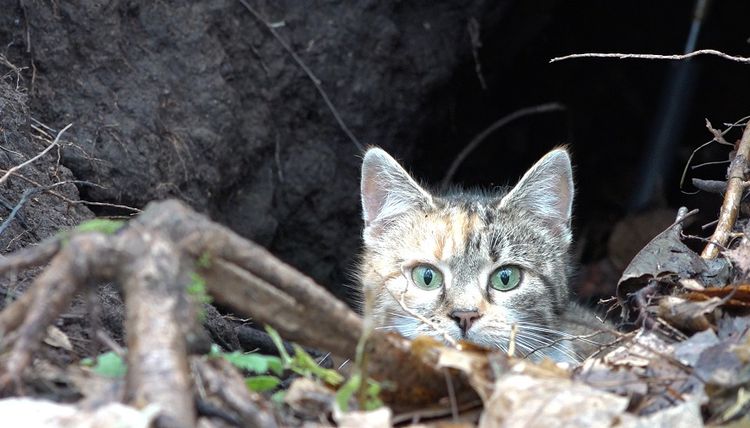 Стерилизовать бездомных кошек можно бесплатно. Как их ловить и куда обращаться (видео)