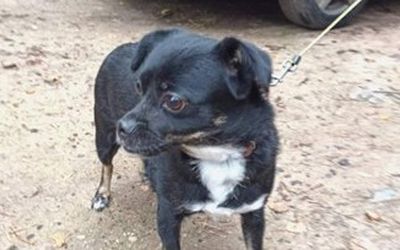 Найдена собака! - Находки-пропажи