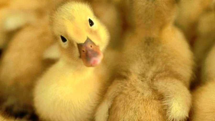 Литовцы скупили латвийские птицефабрики - Литва и страны Балтии