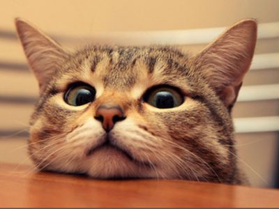 О чем мурлычет кошка? - Наука и здоровье