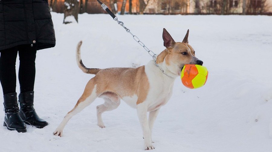 Собаки опасных пород в Висагинасе не зарегистрированы. А есть ли они на самом деле? - В Висагинасе