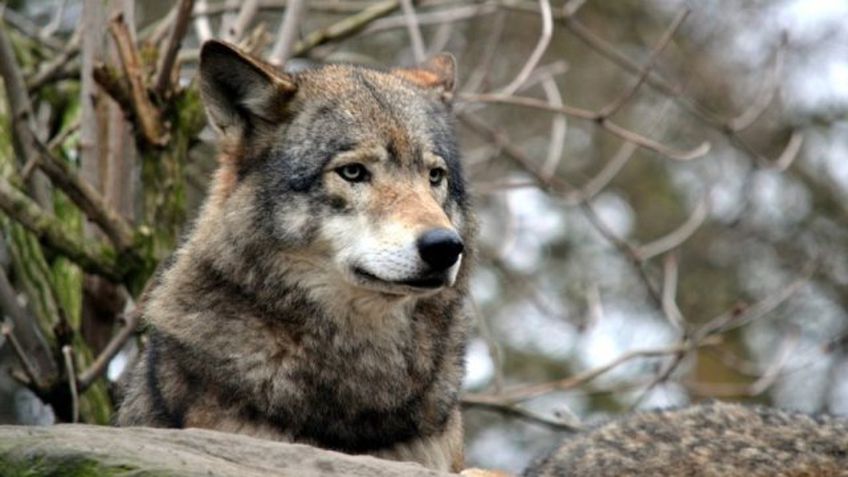 У границ Калининградской области бесчинствуют стаи волков