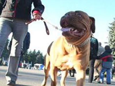 Собака – друг человека. Если она на поводке и  в наморднике  - В Висагинасе