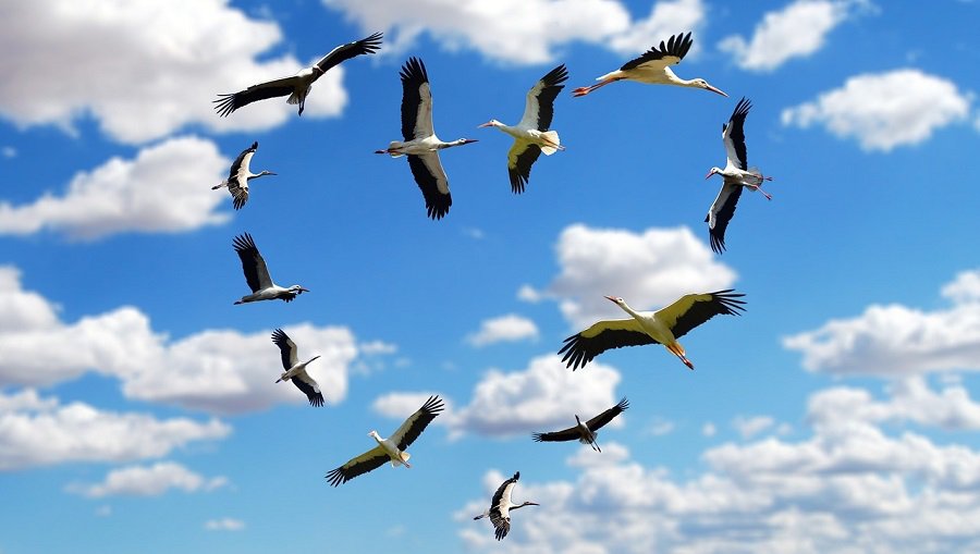 Настоящая весна: в Литву прилетели первые аисты - Литва и страны Балтии