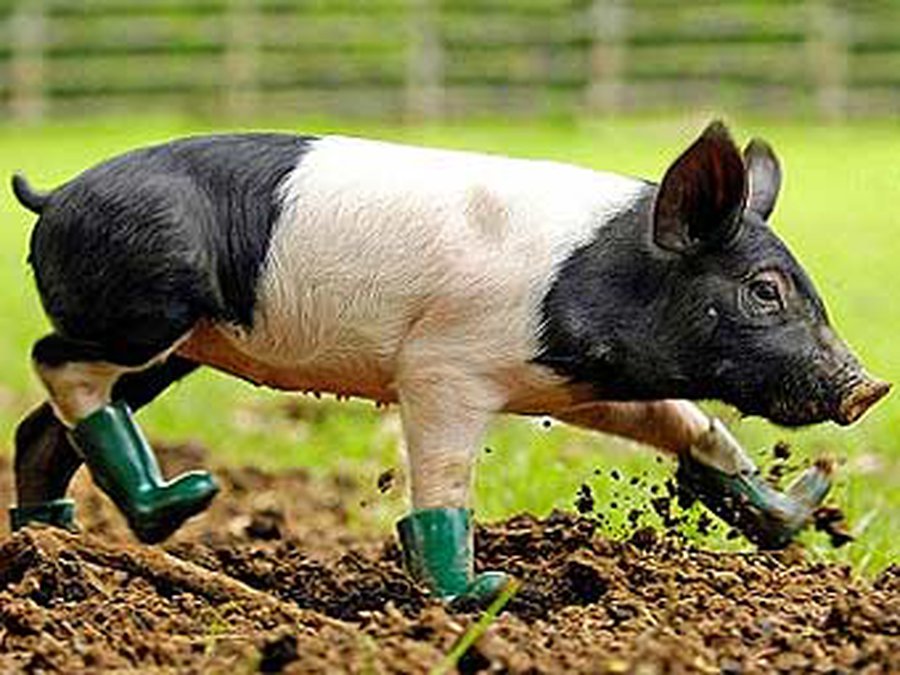 Брезгливого поросенка обули в резиновые сапоги - Хобби, отдых и развлечения