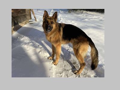 Пропала собака! - Находки-пропажи