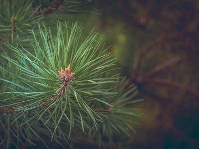 Министерство окружающей среды: в Игналинском районе вспышка соснового пилильщика - Литва и страны Балтии