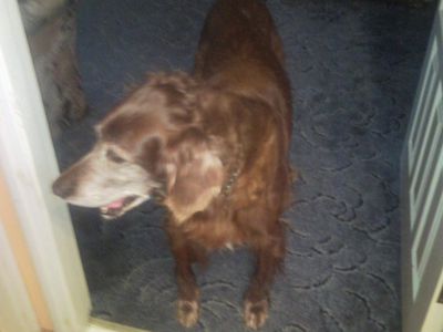 Потерялся ирландский сеттер. Седая морда. Видевших просьба позвонить 865640334, 868540618 - В Висагинасе