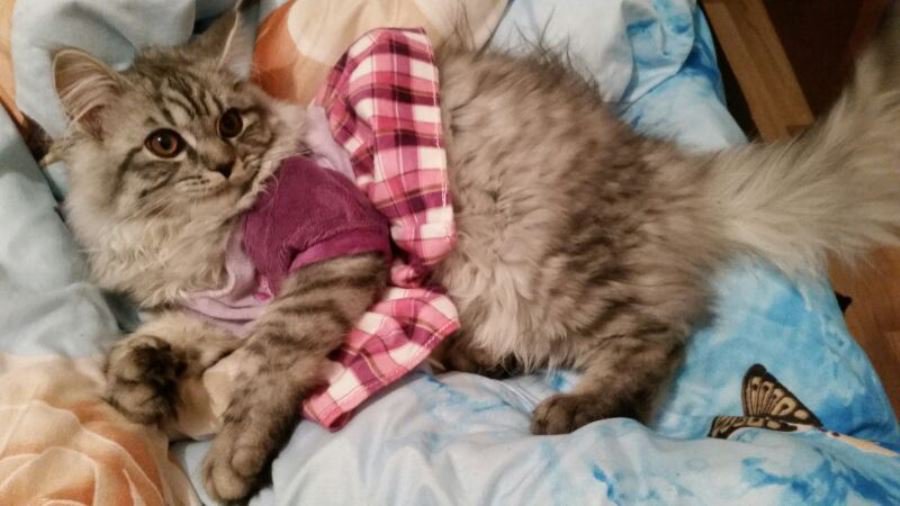 Участник № 66 конкурса «Мой домашний любимец» - Конкурсы для читателей