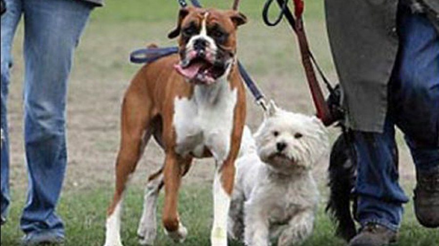 Висагинцы обязаны регистрировать своих домашних питомцев - В Висагинасе