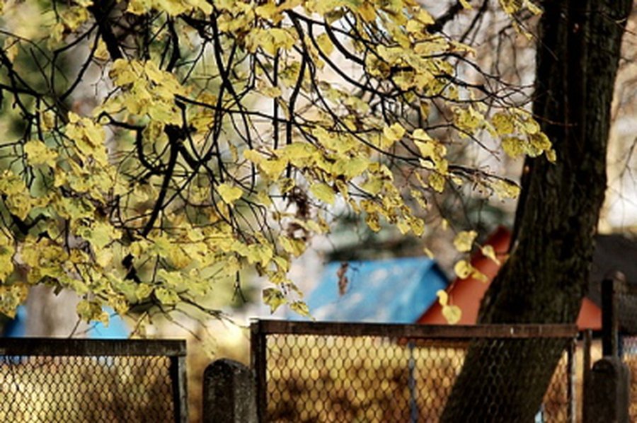 Šiltas ruduo gamtai neleidžia snūduriuoti - Lietuva ir Baltijos šalys