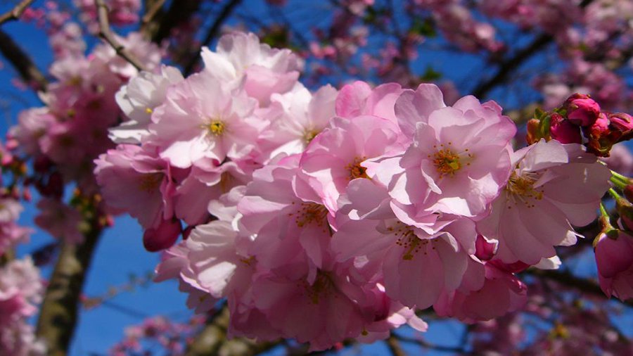 В Вильнюсе появится японский сад - Литва и страны Балтии