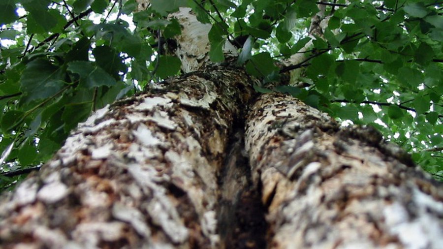 Приглашает Секминес  - В Висагинасе
