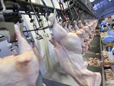 Европейцы пустили на рынок российскую курятину - В Мире