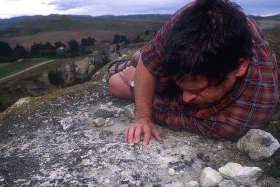 Насекомоядный кродоликот - Наука и здоровье