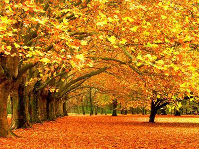 В ТЦ DOMINO пришла яркая осень!                                                                                                  - Реклама