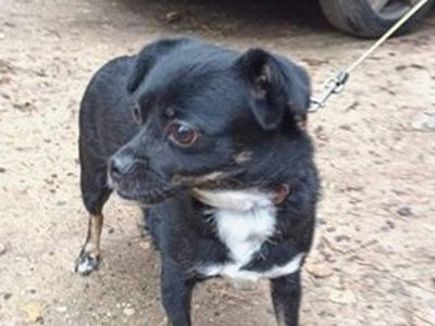 Найдена собака! - Находки-пропажи