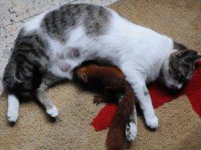 В Колумбии кошка усыновила бельчонка - Хобби, отдых и развлечения