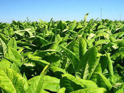 Генетически модифицированный табак поможет бороться с ВИЧ - Наука и здоровье