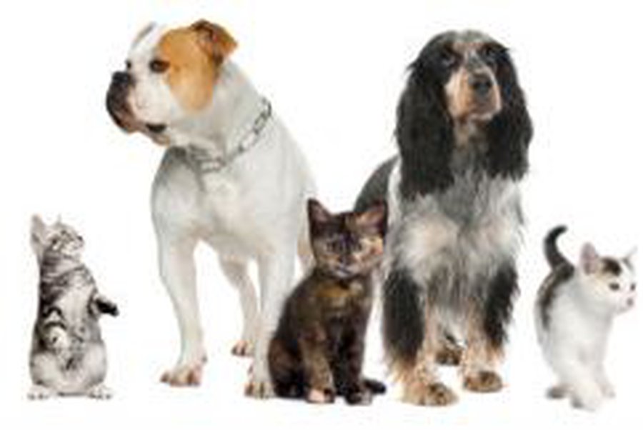 Нищета гонит жителей Литвы в ветеринарные аптеки                                  - Наука и здоровье