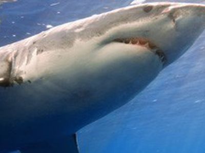 В Шарм-эль-Шейхе пьяный турист раздавил акулу 

 - Хобби, отдых и развлечения